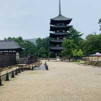 奈良公園の　鹿！！