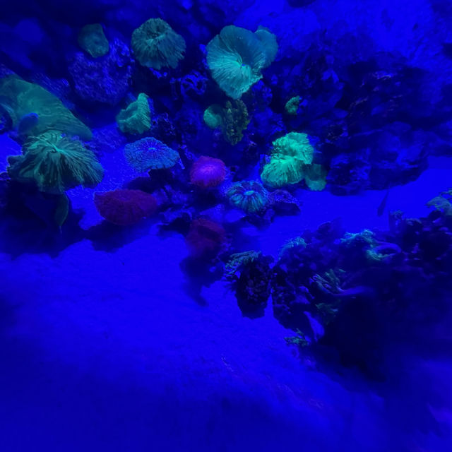 พิพิธภัณฑ์สัตว์น้ำเมืองปูซานะ🦑🦀🇰🇷