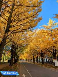 賞銀杏最佳景點：北海道大學銀杏併木大道