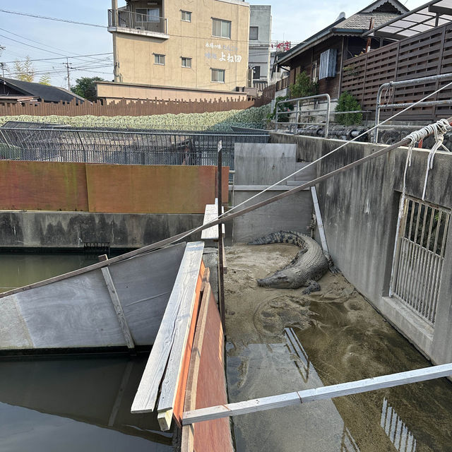 全日本最多溫泉量在大分！