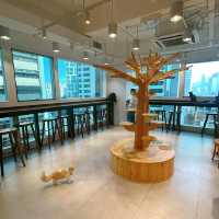 必去貓咪Cafe🥰 