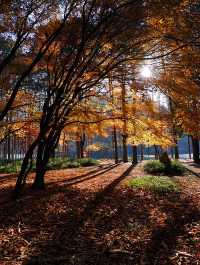 Instagrammable Fall Colors of Nami Island 🇰🇷