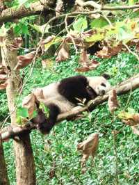 Get Close with Cute Panda in Chengdu Panda Base