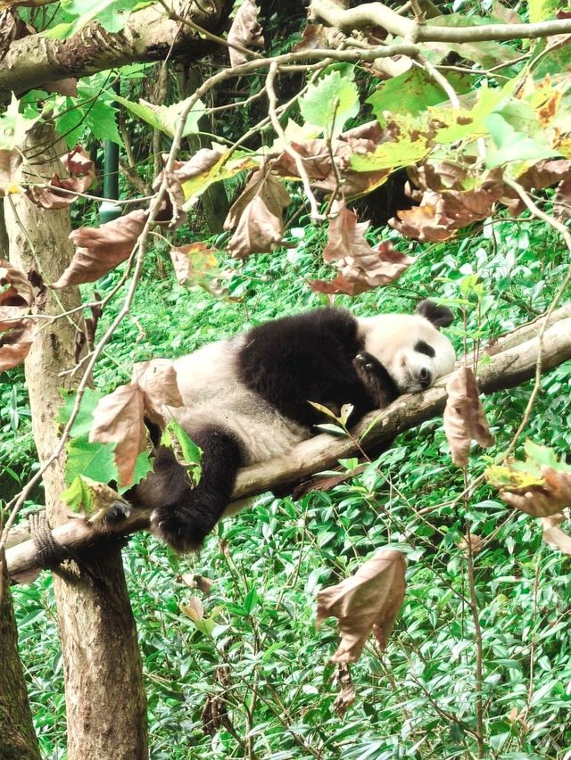 Get Close with Cute Panda in Chengdu Panda Base