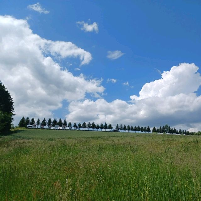【フラワーランドかみふらの:北海道上富良野町】カラフルなお花が見れるフラワーランドかみふらの🌷