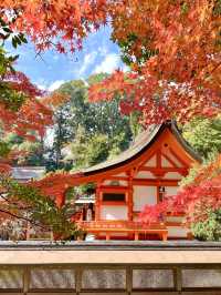 【京都府】白兎が可愛い