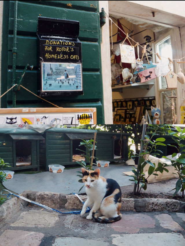 【モンテネグロ🇲🇪】コトルは猫の街🐈🐈‍⬛🐈🐾