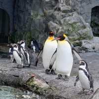 旭川景點｜亞洲觀賞極地動物最近的動物園—旭川動物園