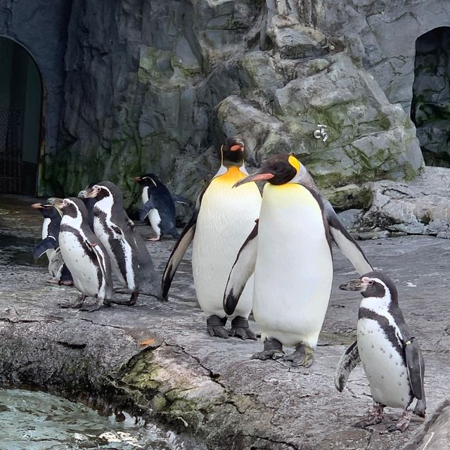 旭川景點｜亞洲觀賞極地動物最近的動物園—旭川動物園