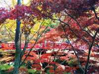 Fall colours at Yahiko Park, Niigata