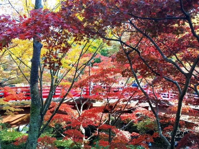Fall colours at Yahiko Park, Niigata