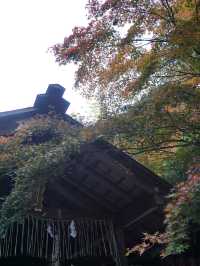京都｜紅葉シーズンの嵯峨野・嵐山を巡る旅