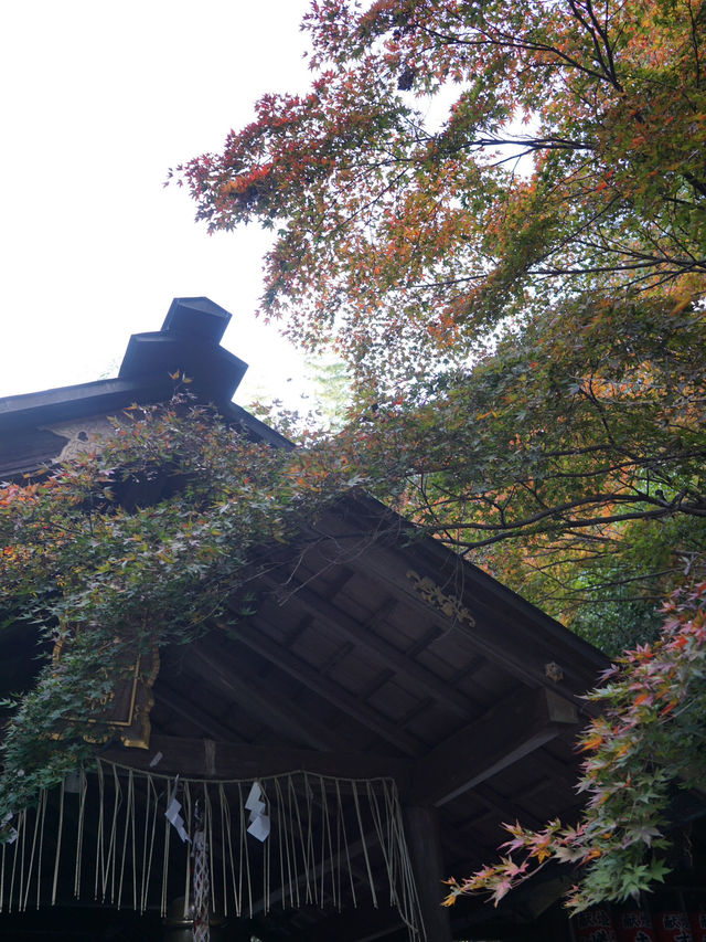 京都｜紅葉シーズンの嵯峨野・嵐山を巡る旅
