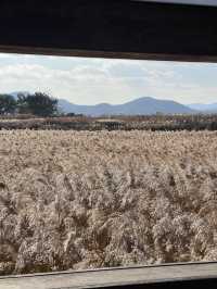 เที่ยวสวน suncheon bay wetland reserve