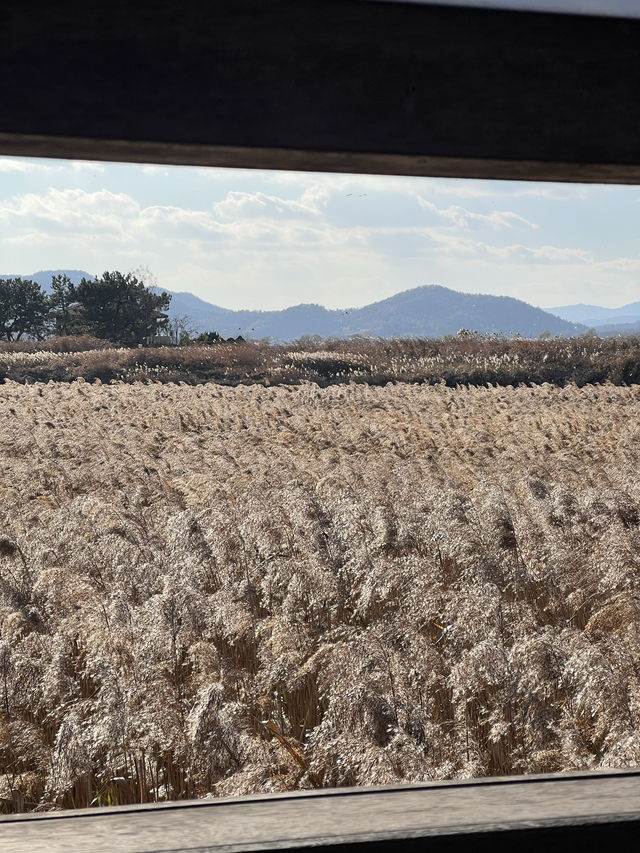 เที่ยวสวน suncheon bay wetland reserve