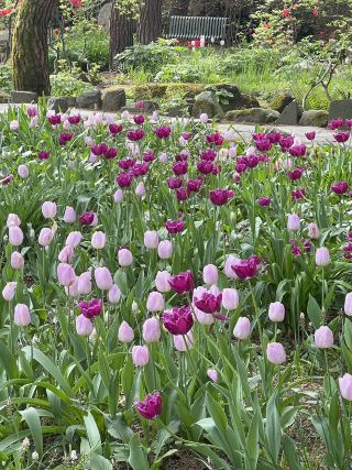 สวน byukchoji ที่พาจู