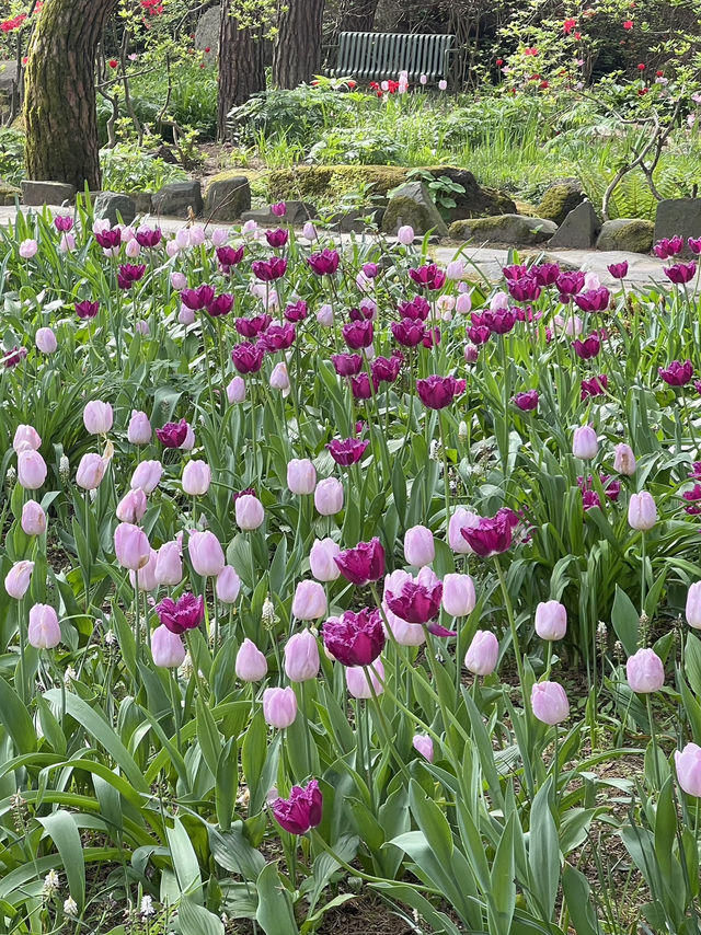 สวน byukchoji ที่พาจู