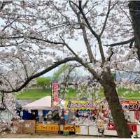 Cherry Blossom along the River