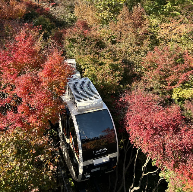 경기도 광주 여행 가을 단풍 화담숲