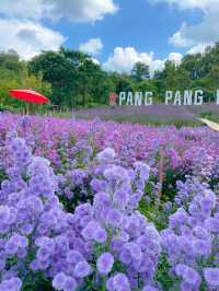 สวนดอกไม้ฤดูหนาวเด่นชัย
