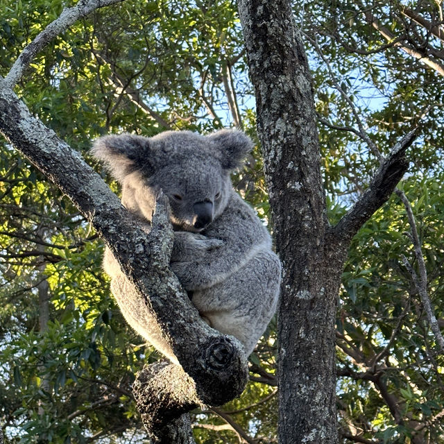 悉尼Taronga Zoo 袋鼠🦘樹熊🐨澳洲物種大匯集！