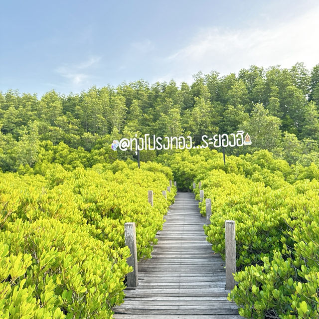 ทุ่งโปรงทอง @ระยองฮิ