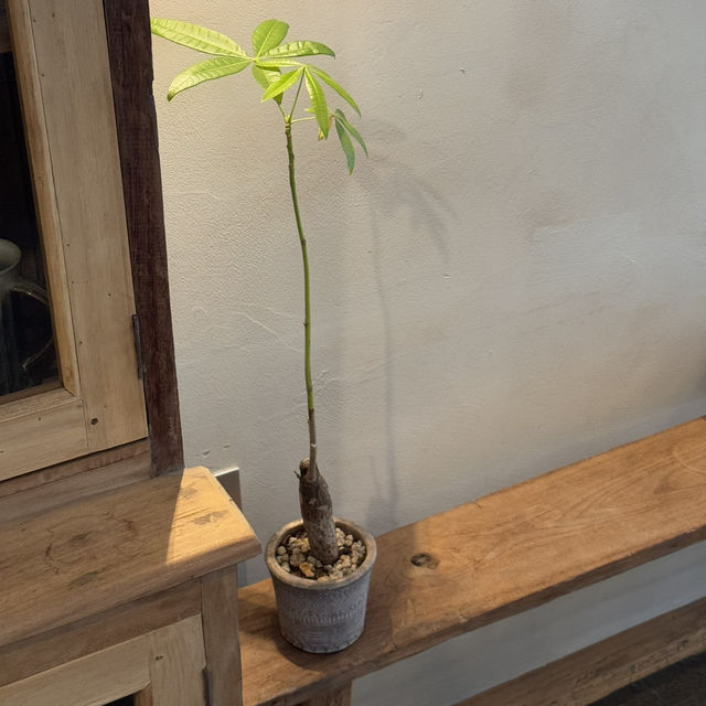 모히또 한잔