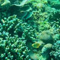 Dive into the Wonders of Gili Air