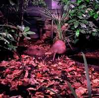 【NZ】オークランドの動物園🐱