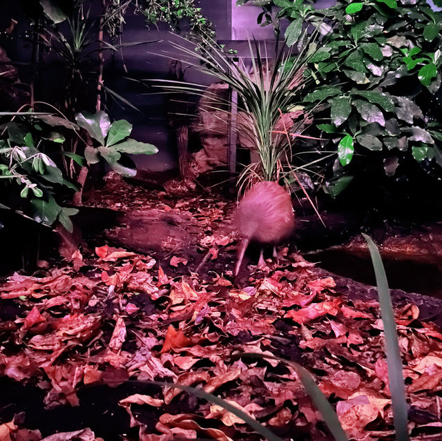 【NZ】オークランドの動物園🐱