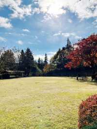 【静岡県/伊豆　紅葉🍁を眺めながら楽しめるキャンプ施設】