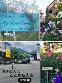 【大分】素敵なご夫婦が育てる丹精込めたバラ園🌹