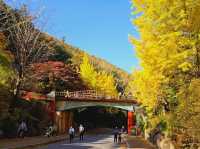 The glittering foliage at Yeonhwagyo, Guinsa at Danyang