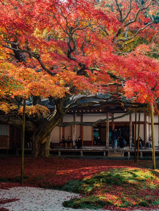 福岡觀楓紅聖地行程🥰超美神寺❤️值得一去