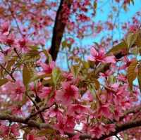 Cherry Blossoms or To Day Flowers season 