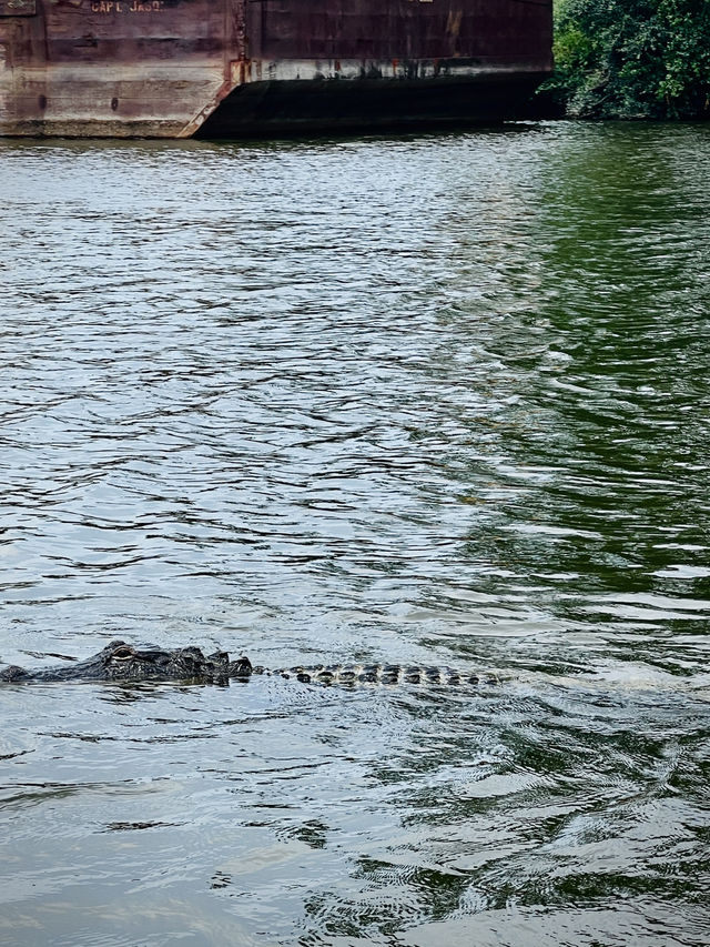 ［紐奧良旅遊］New Orleans Swamp Tour-尋找野生鱷魚🐊