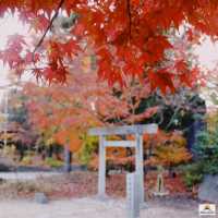 Yohashira Shrine