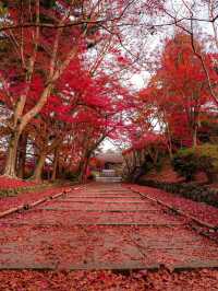 【京都🇯🇵】来年は敷き紅葉を見に行こう🍁