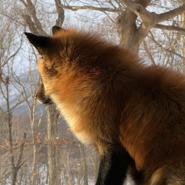 日本藏王狐狸村雪地100隻狐狸！超可愛！