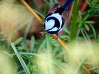 Why Bird Lovers Need to put Australia on there List 🦜