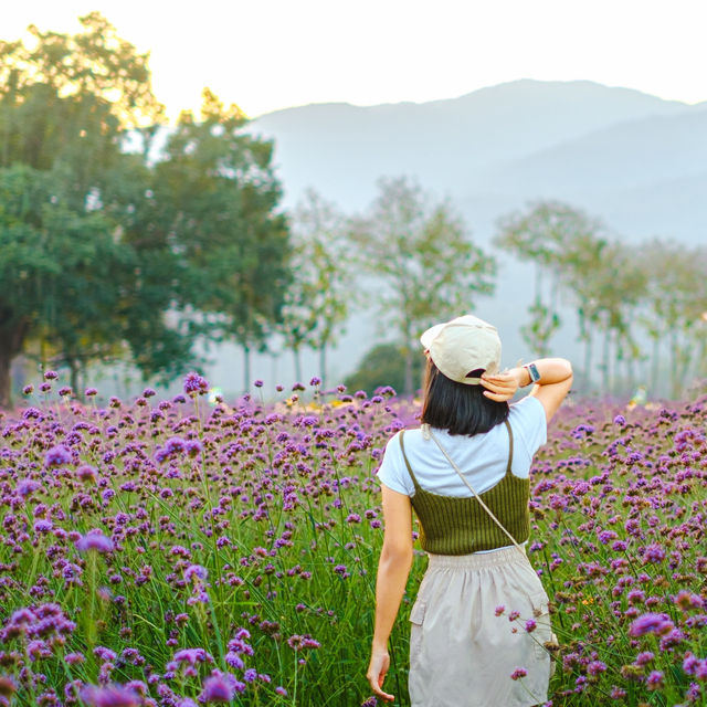 สวนดอกไม้วิวเขา “สวน อบจ เชียงใหม่” 