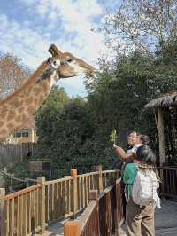 A Wild Adventure at Shanghai Wild Animal Park