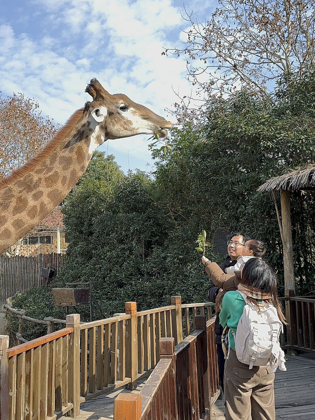 A Wild Adventure at Shanghai Wild Animal Park