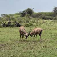 Nguuni Wildlife Sanctuary, Kenya 🇰🇪