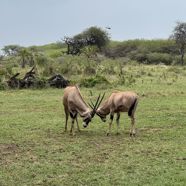 Nguuni Wildlife Sanctuary, Kenya 🇰🇪