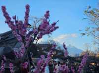 From Ancient Towns to Snowy Peaks: A 7-Day Adventure in Yunnan