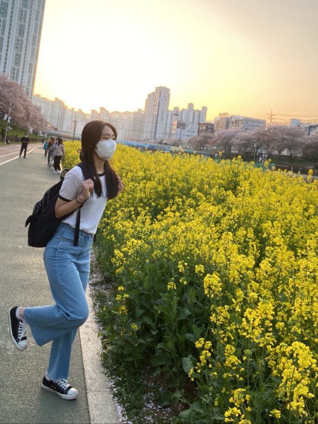 유채꽃 맛집 온천천 데이트❤️