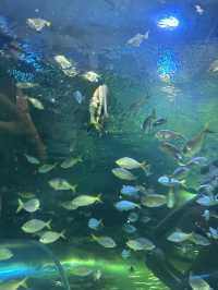 🌊 Dive into an Unforgettable Adventure at Aquaria KLCC! 🦈