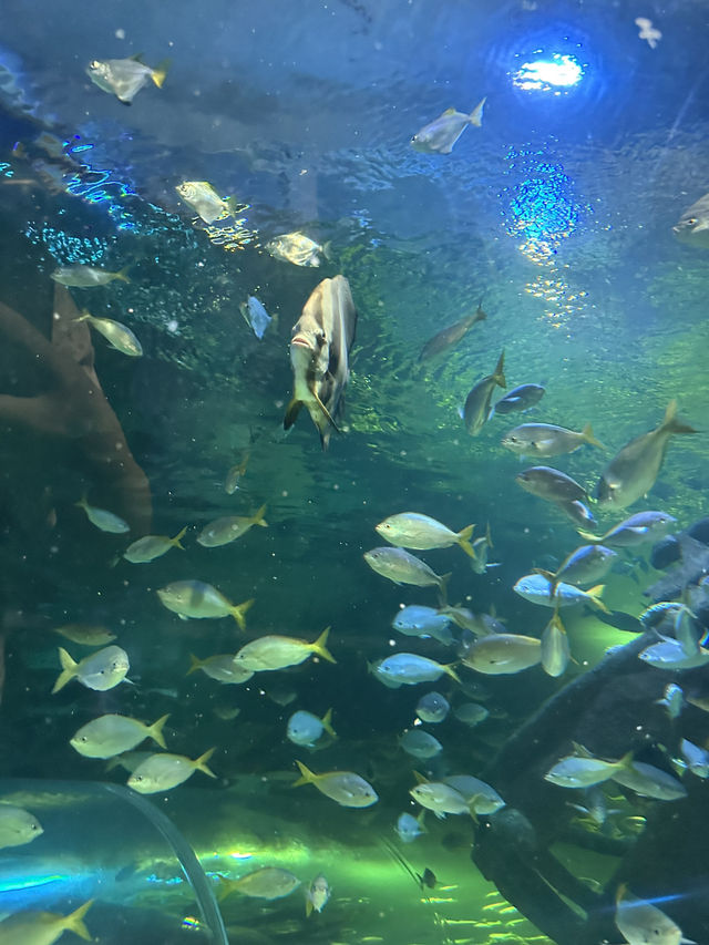 🌊 Dive into an Unforgettable Adventure at Aquaria KLCC! 🦈