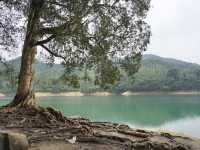 Lost in the Paperbark Forest: A Hike Through Shing Mun’s Hidden Beauty